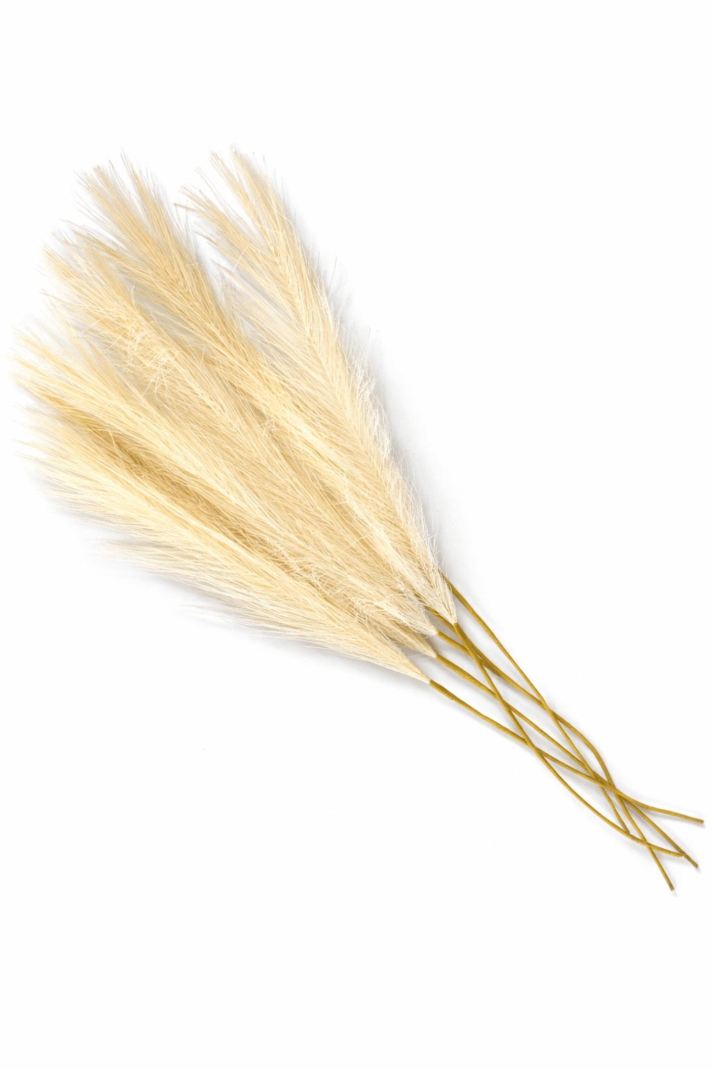 Plumas Beich