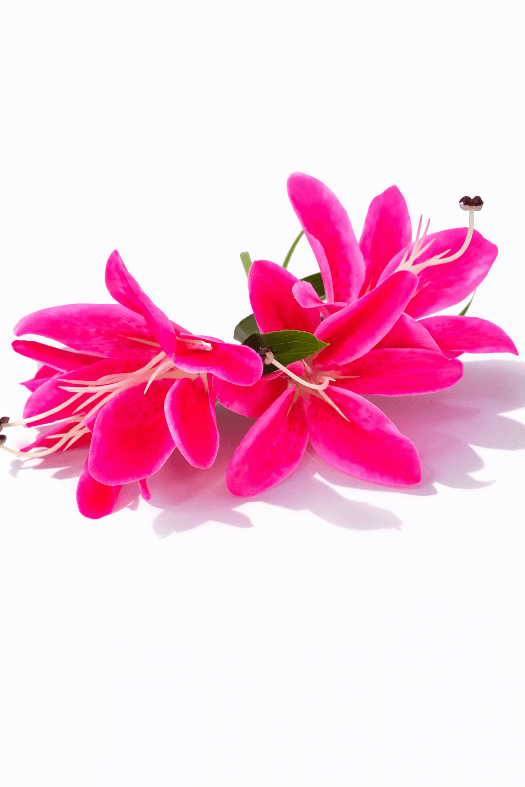 Lirio Rosado